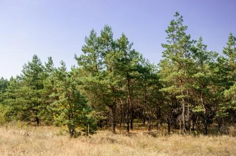 Pine view in summer forest Stock Photos