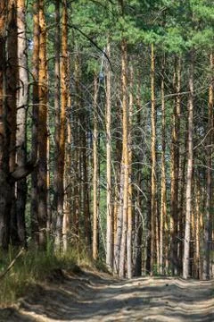 Pine view in summer forest Stock Photos