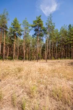 Pine view in summer forest Stock Photos