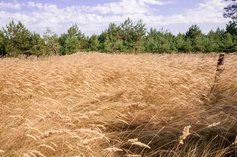 Pine view in summer forest Stock Photos