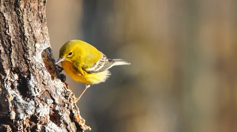 Pine Warbler Stock Footage 34334803