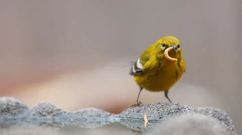 Pine Warbler 库存影片 46553574