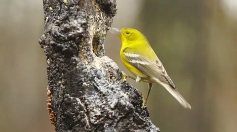 Pine Warbler Stock Footage 58556721