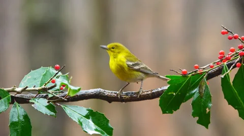 Pine Warbler Stock Footage 59502491