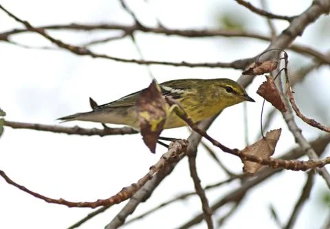 Pine warbler juvenile Stock Photos