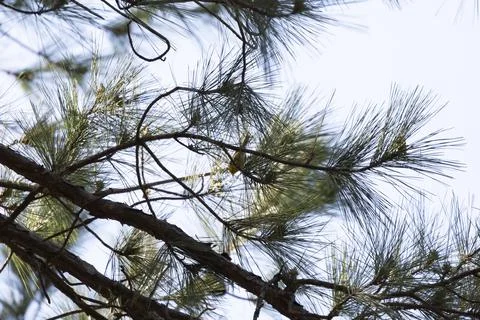 Pine Warbler on a Limb Stock Photos