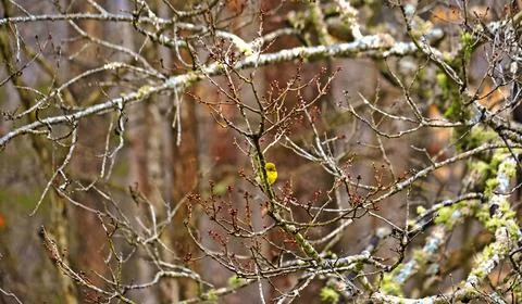 Pine Warbler perched on leafless tree branch with red buds Stock Photos