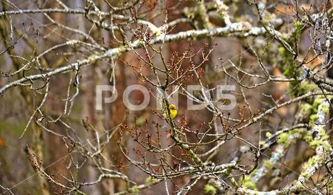 Pine Warbler perched on leafless tree branch with red buds