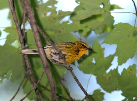 Pine warbler Stock Photos