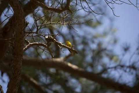 Pine Warbler Stock Photos