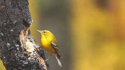 Pine Warbler Rain Vídeo Stock 44245588