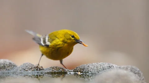 Pine Warbler (Setophaga pinus) catching and eating a worm.  Stock Footage 46552855