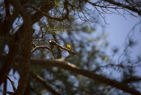 Pine Warbler Singing Stock Photos