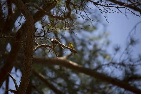 Pine Warbler Singing Stock Photos