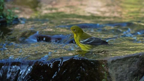A pine warbler taking a bath Vídeos de archivo 334664291