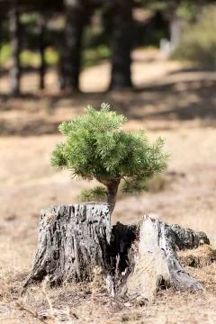 Pine that was born on the trunk of another cut pine. Stock Photos