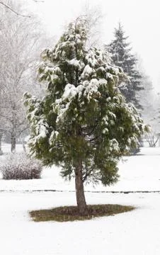 Pine  on white snow Stock Photos