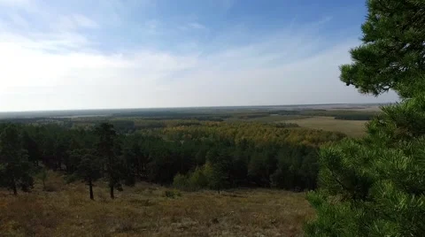 Pine on wind Stock Footage 68529413