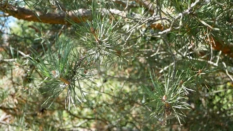 Pine On The Wind Vídeos de archivo 94859127