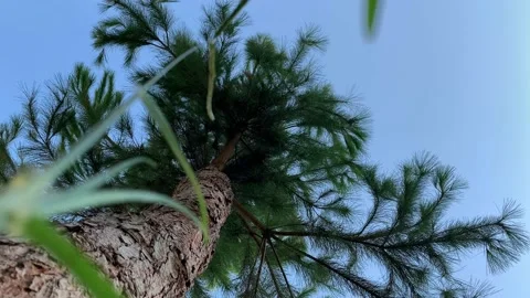 Pine in the wind Stock Footage