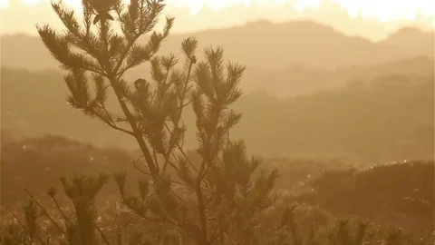 Pine in the wind in sunset in romo, denmark in front of heathland Video stock 70823746