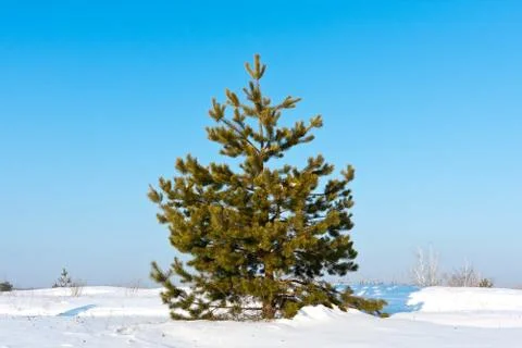 Pine on winter field Stock Photos