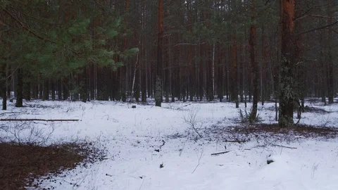 Pine, winter forest. The camera moves among the trees in the snow. Video stock 129451641