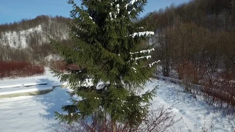 Pine in the winter forest Stockbeeldmateriaal 71126012