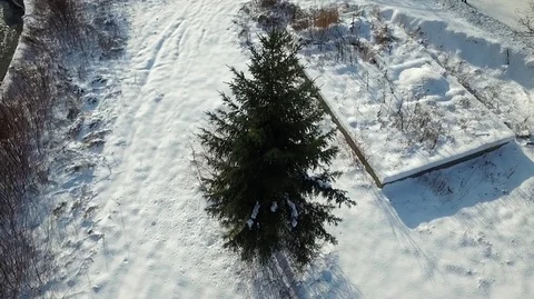 Pine in the winter forest Vídeos de archivo 71126211
