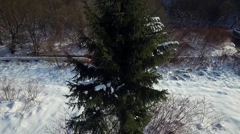 Pine in the winter forest Stockbeeldmateriaal 71126580