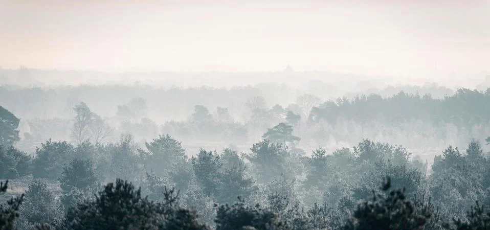 Pine winter forest in mist. Stock Photos