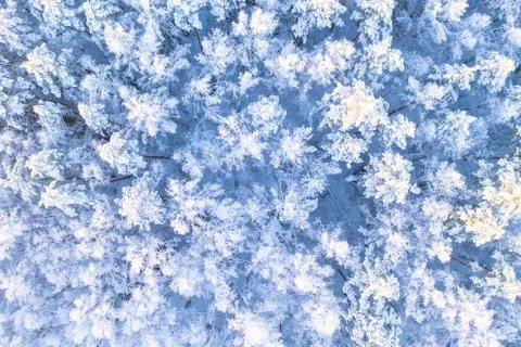 Pine winter forest Stock Photos