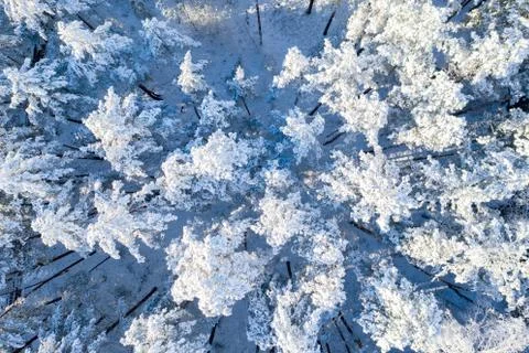 Pine winter forest Foto stock