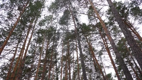 Pine winter forest with several birches against a white sky background 스톡 동영상 149003458