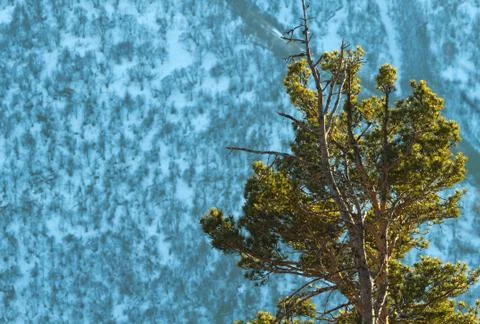 Pine winter Stock Photos