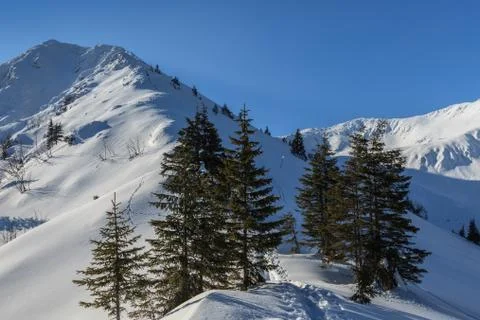 Pine in winter Stock Photos