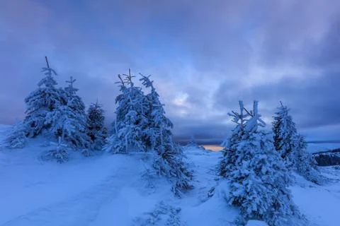 Pine in winter Stock Photos