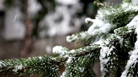 Pine winter snow melt focus white vibe Vídeos de archivo 334658465