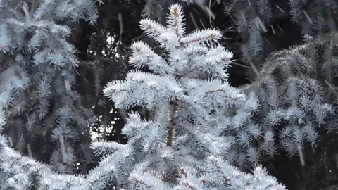 Pine winter snow melt focus white vibe Stock-Footage 334658583