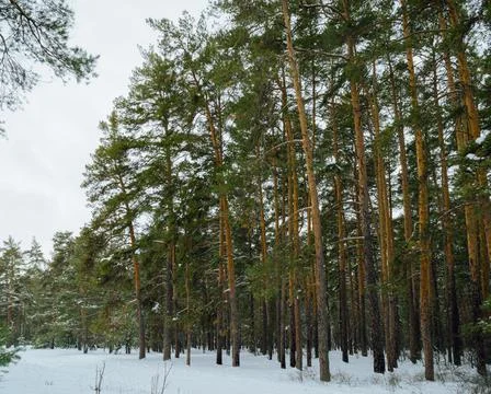 Pine winter snowy forest on a cloudy frosty day Stock Photos