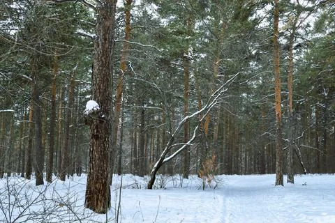 Pine winter snowy forest on a cloudy frosty day Stock Photos