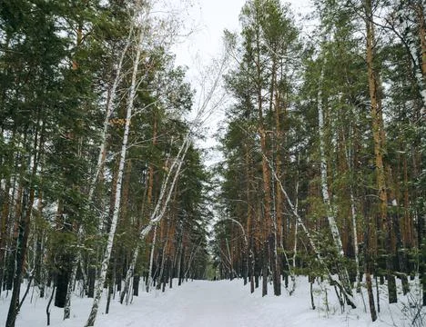 Pine winter snowy forest on a cloudy frosty day Stock Photos