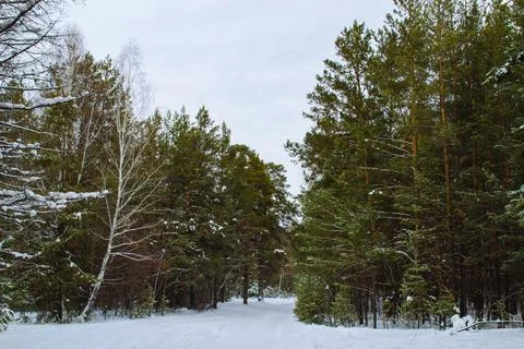 Pine winter snowy forest on a cloudy frosty day Foto stock