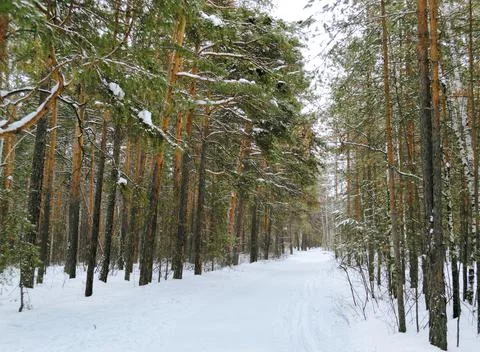 Pine winter snowy forest on a cloudy frosty day Stock Photos