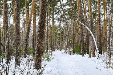 Pine winter snowy forest on a cloudy frosty day Stock-Fotos