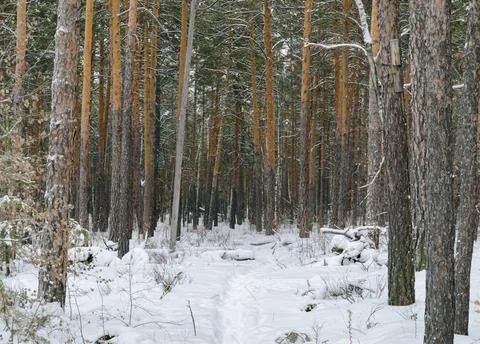 Pine winter snowy forest on a cloudy frosty day Stock Photos