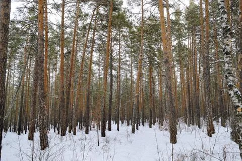 Pine winter snowy forest on a cloudy frosty day Foto stock