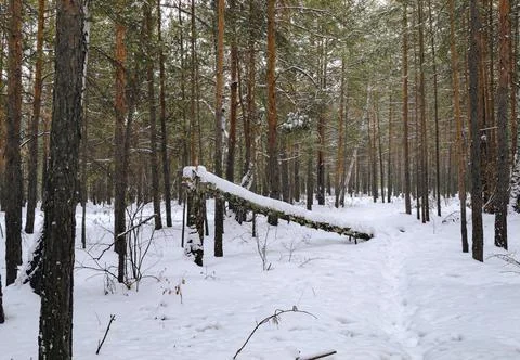 Pine winter snowy forest on a cloudy frosty day Stock-Fotos