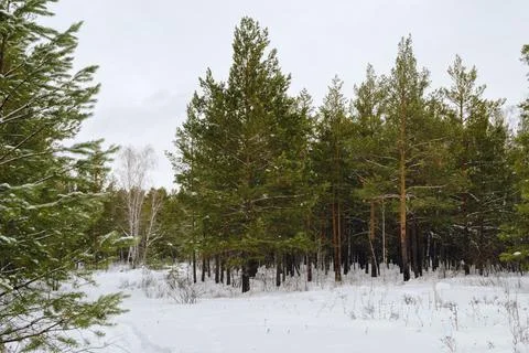 Pine winter snowy forest on a cloudy frosty day Stock Photos