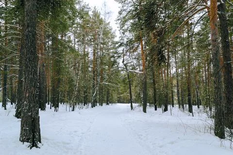 Pine winter snowy forest on a cloudy frosty day Stock Photos
